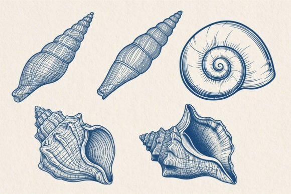 Download Vintage Seashell Engraving Vector Svg - Vector svg Collection